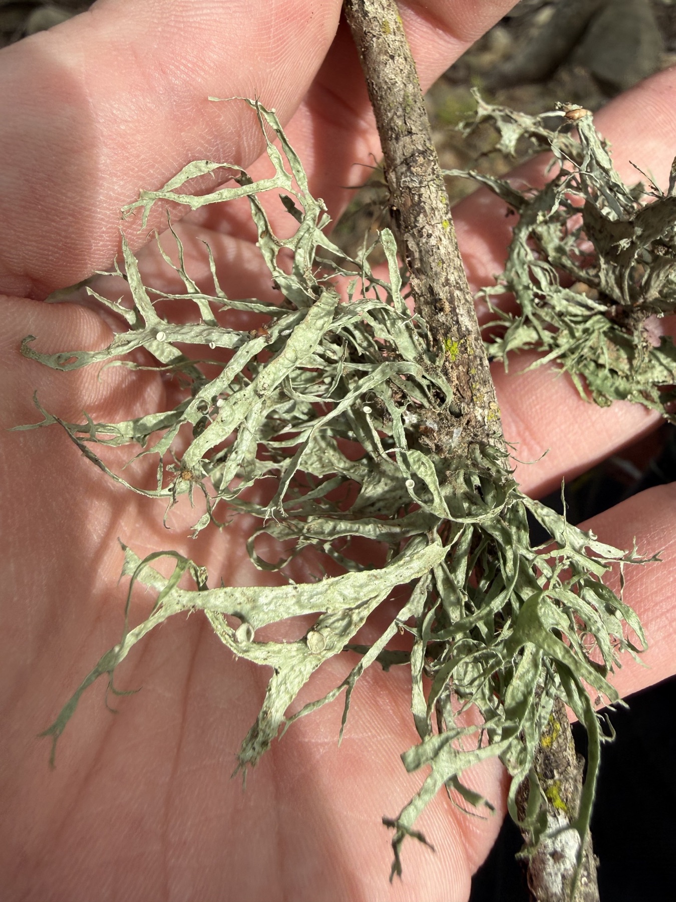 Ramalina leptocarpha (Ramalina leptocarpha)