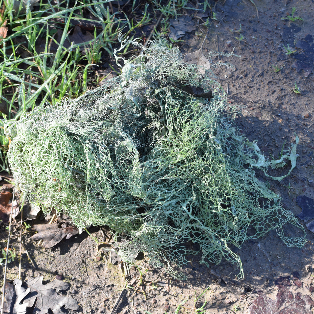 Ramalina menziesii (Ramalina menziesii)