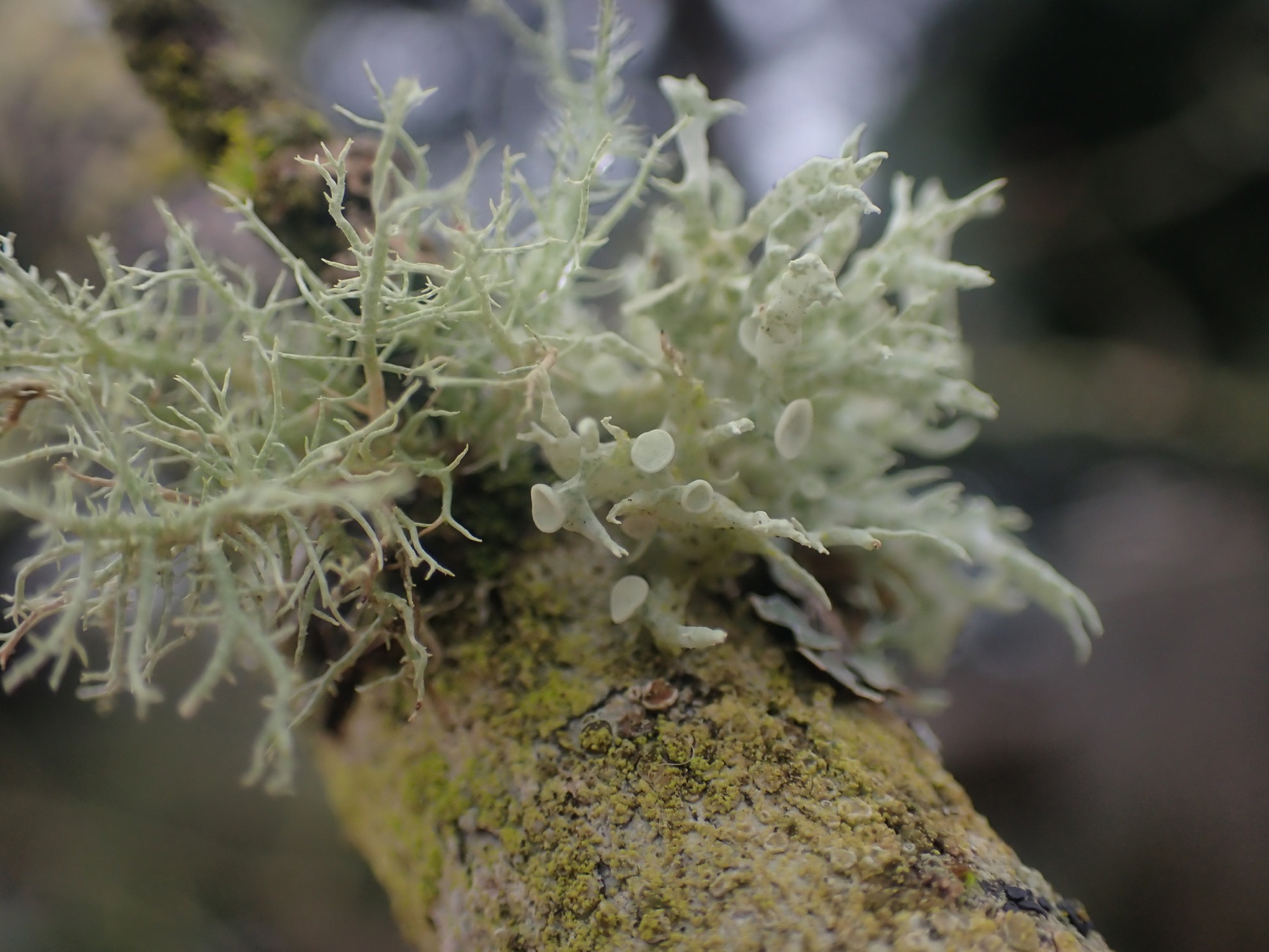 Ramaline déchirée (Ramalina dilacerata)