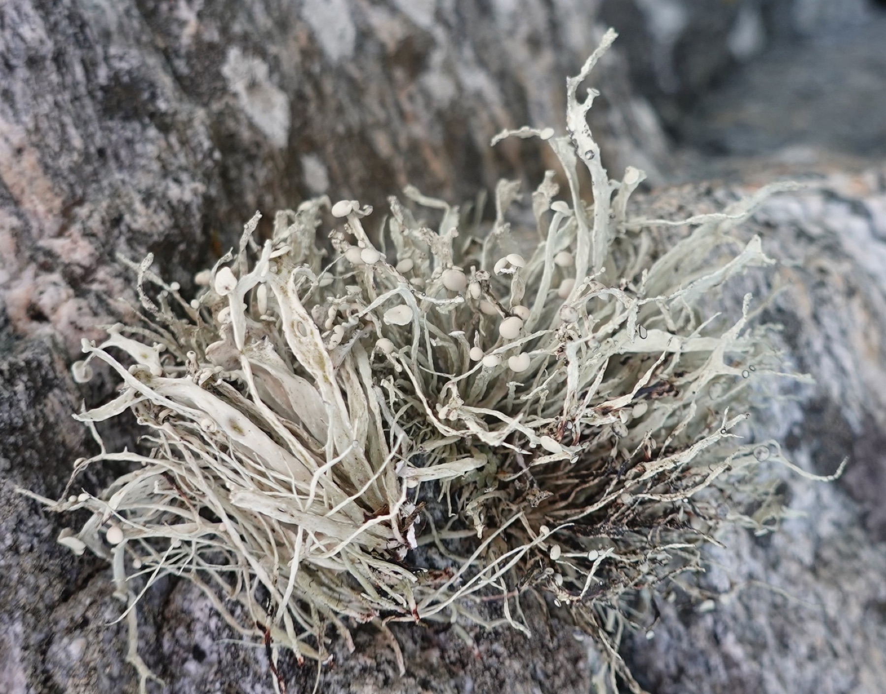Ramaline des rochers (Ramalina siliquosa)