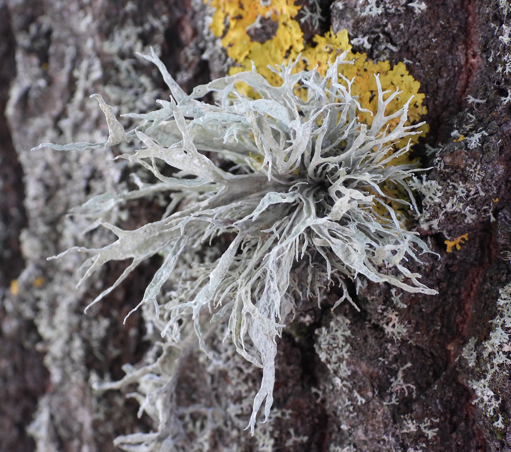 Ramaline du frêne (Ramalina fraxinea)