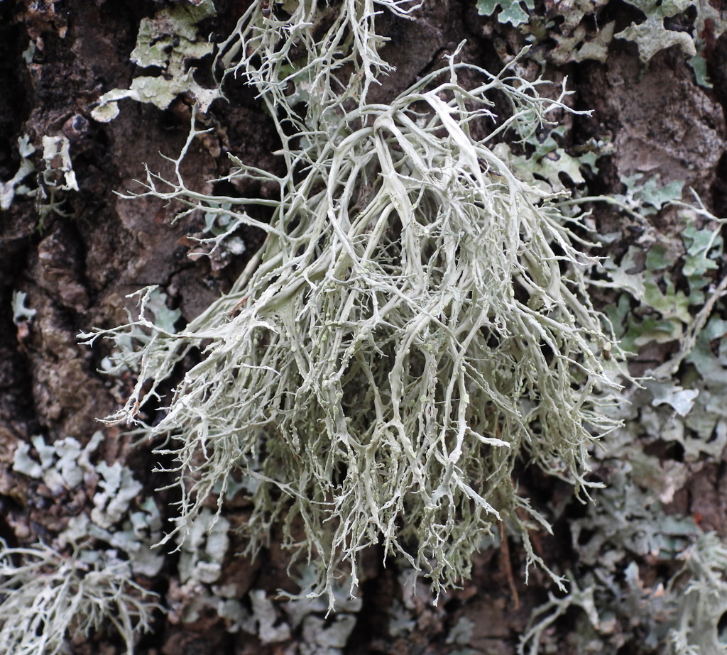 Ramaline farineuse (Ramalina farinacea)