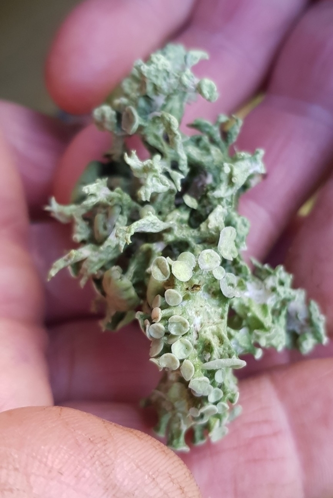 Ramaline fastigiée (Ramalina fastigiata)