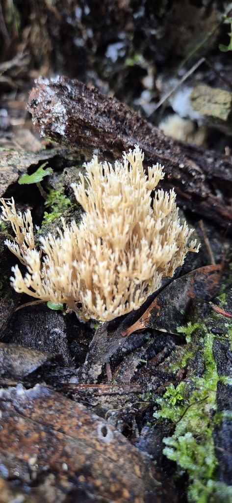 Ramaria filicicola (Ramaria filicicola)