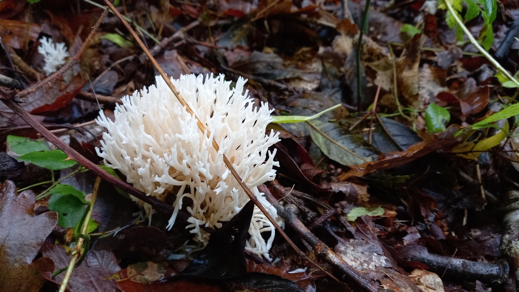 Ramariopsis de Kunze (Ramariopsis kunzei)