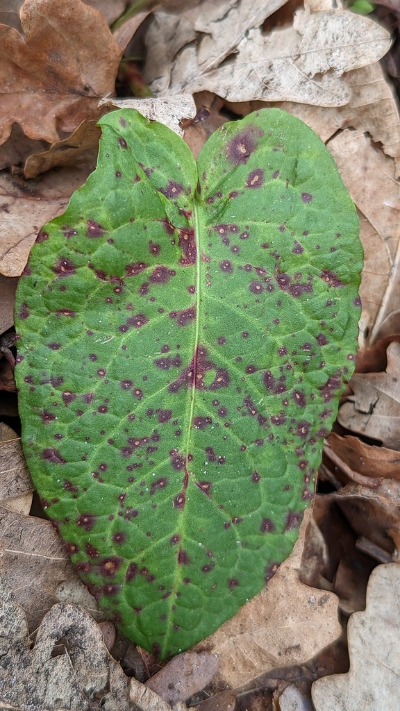 Ramularia rubella (Ramularia rubella)