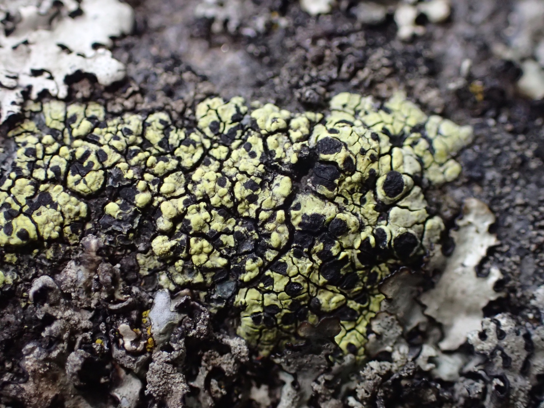 Rhizocarpon lecanorinum (Rhizocarpon lecanorinum)