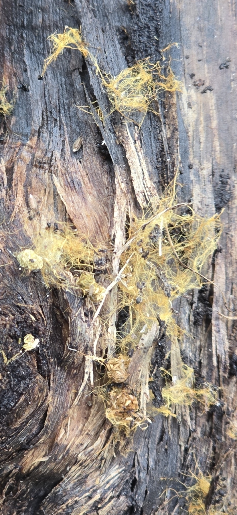 Rhizochaete filamentosa (Rhizochaete filamentosa)