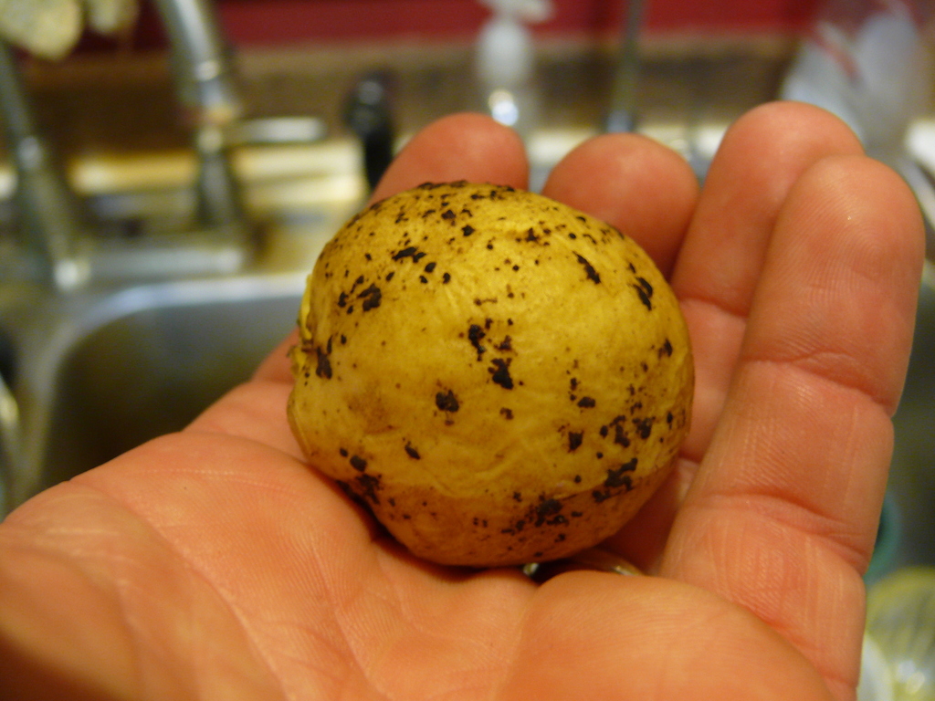 Rhizoctone brun (Rhizoctonia solani)