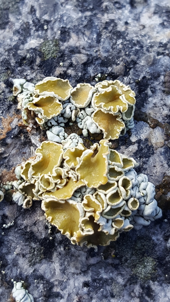 Rhizoplaca chrysoleuca (Rhizoplaca chrysoleuca)