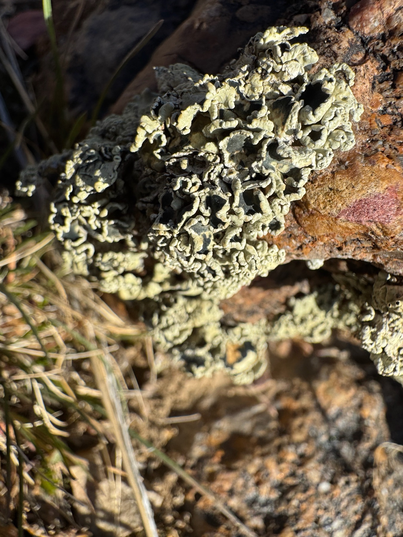 Rhizoplaca melanophthalma (Rhizoplaca melanophthalma)