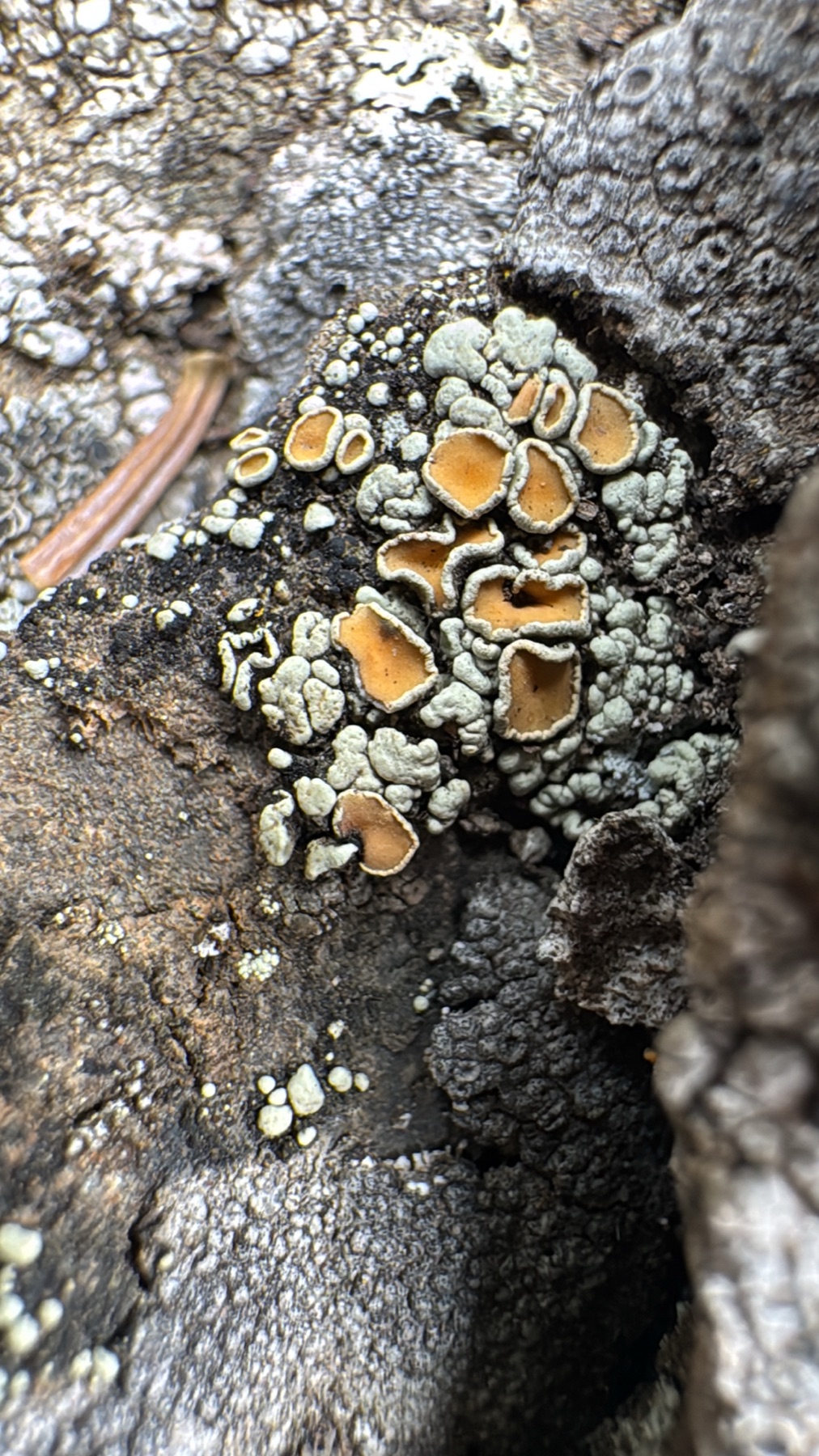Rhizoplaca subdiscrepans (Rhizoplaca subdiscrepans)