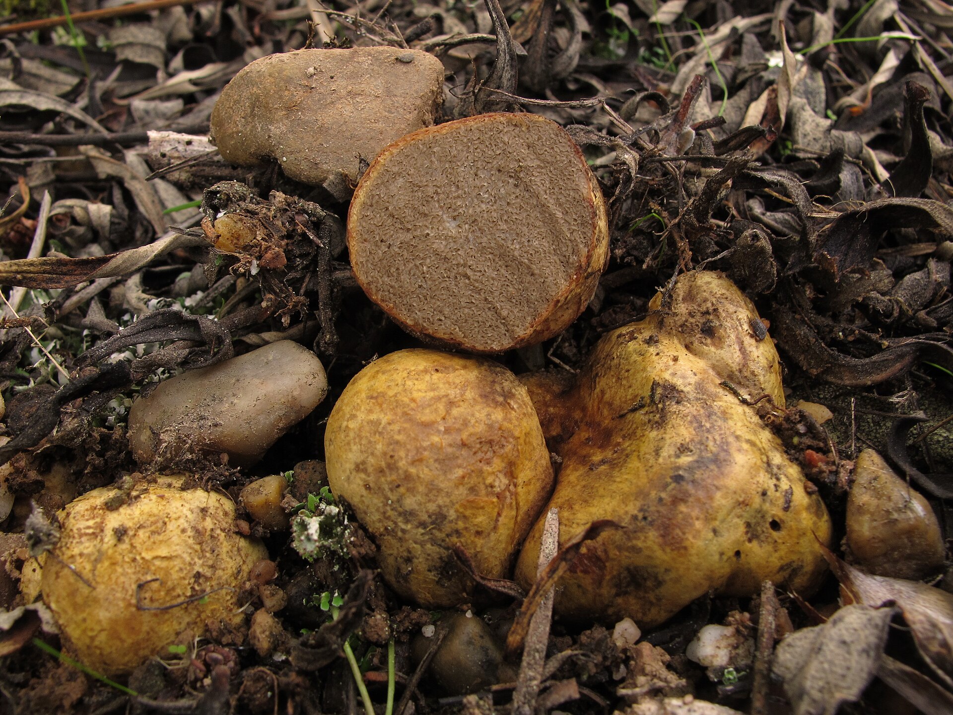 Rhizopogon commun (Rhizopogon vulgaris)