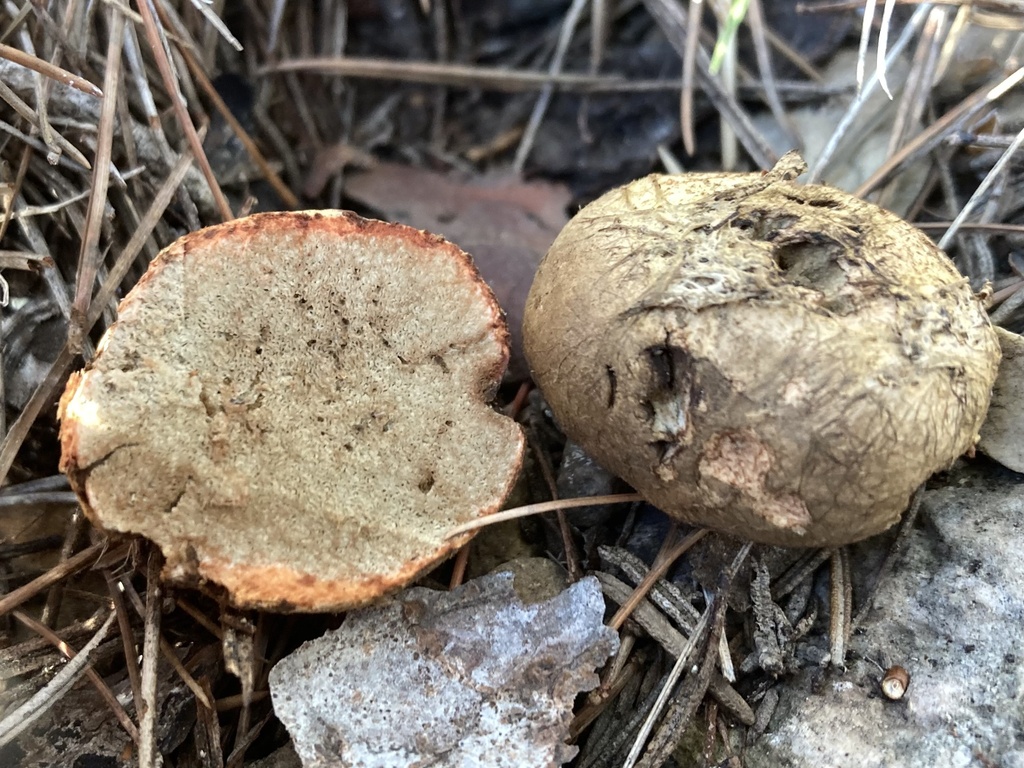 Rhizopogon rose (Rhizopogon roseolus)