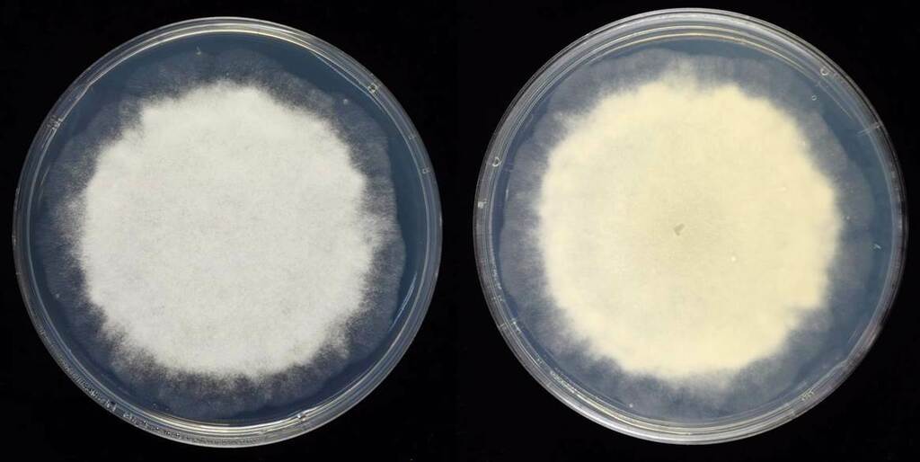 Rhizopus du tempeh (Rhizopus microsporus)