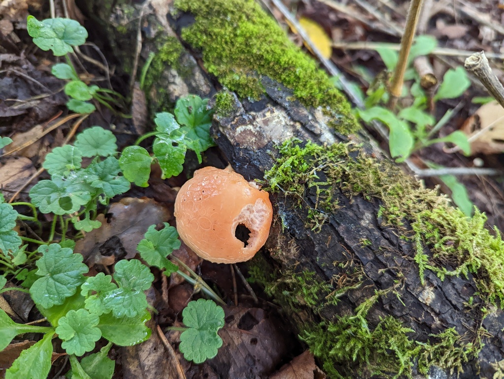 Rhodotus palmé (Rhodotus palmatus)
