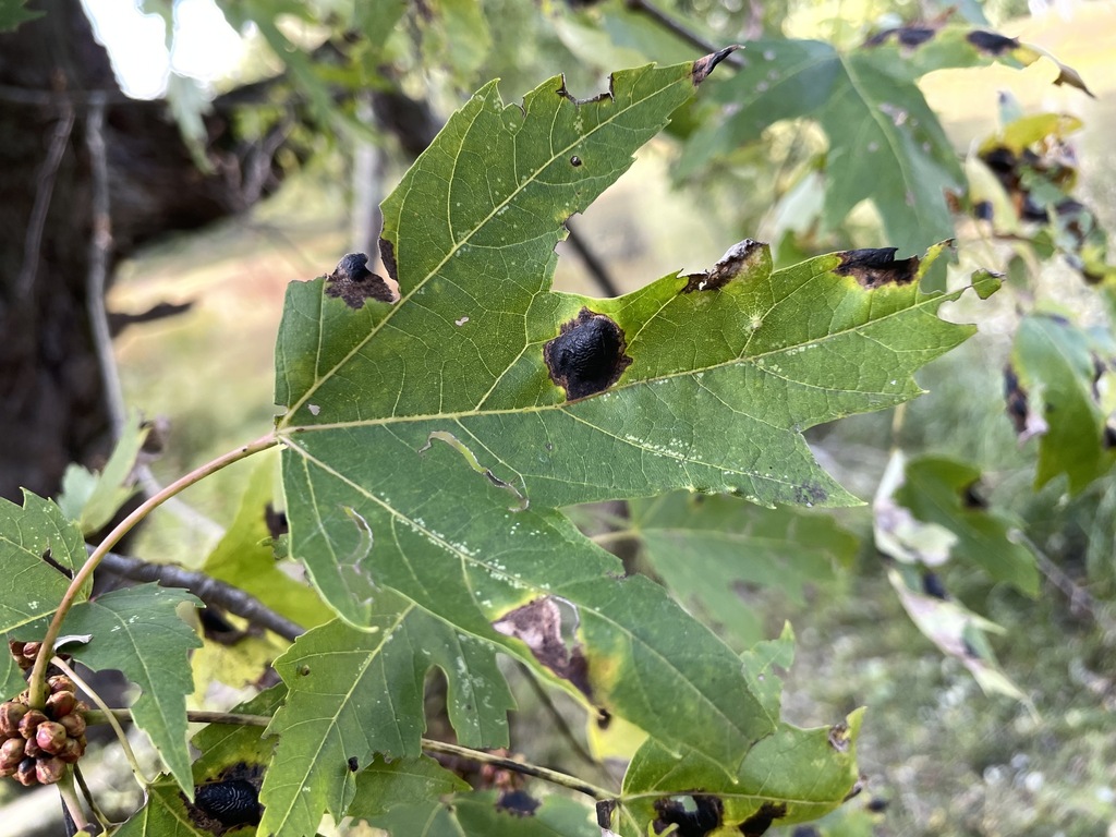 Rhytisma americanum (Rhytisma americanum)