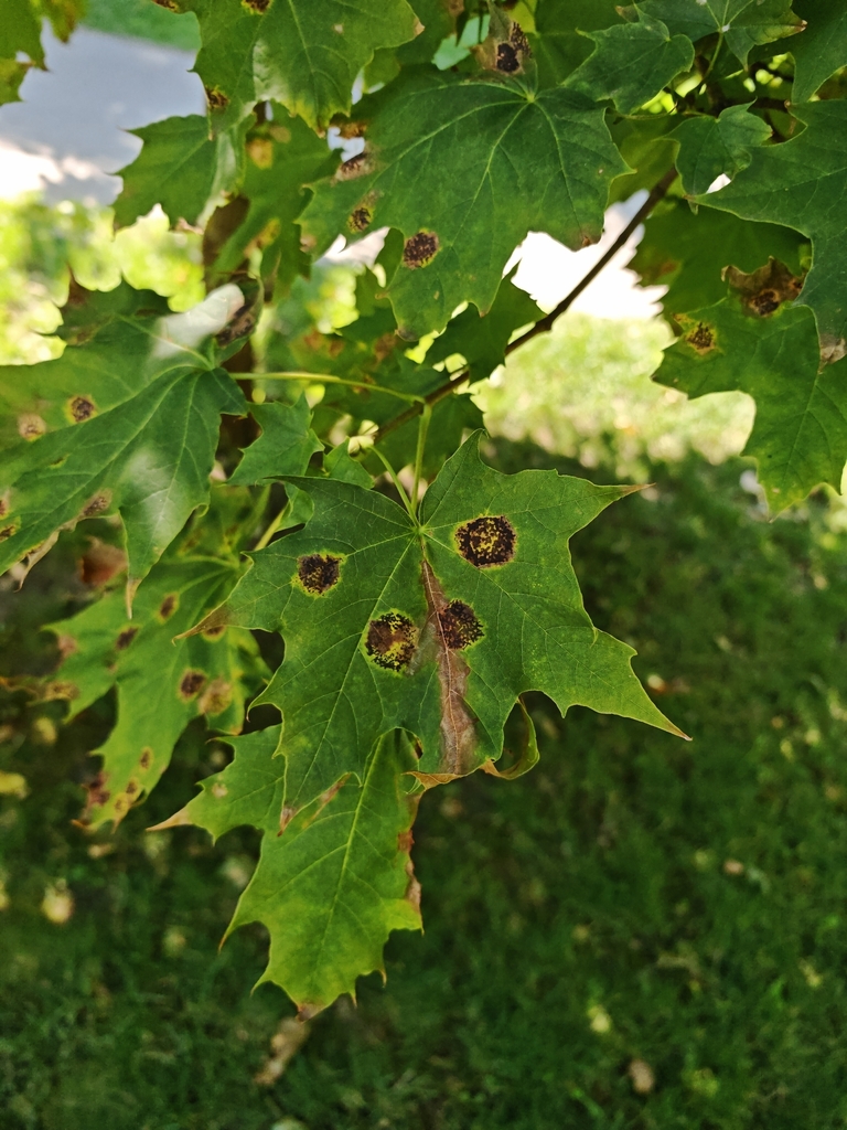 Rhytisma de l'érable (Rhytisma acerinum)