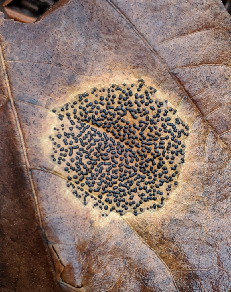 Rhytisma punctatum (Rhytisma punctatum)