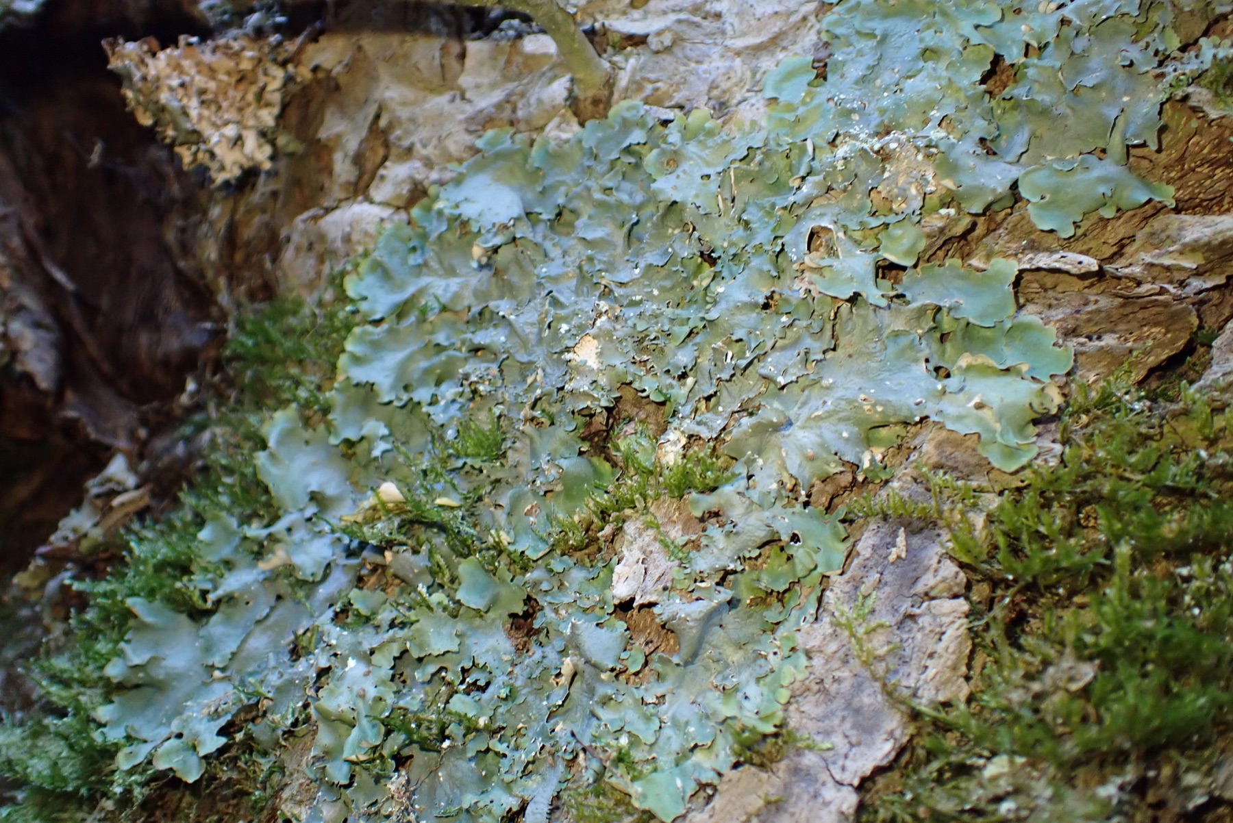 Ricasolia virens (Ricasolia virens)