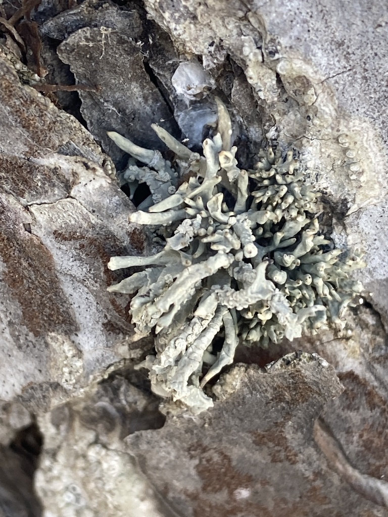 Roccelle des teinturiers (Roccella tinctoria)