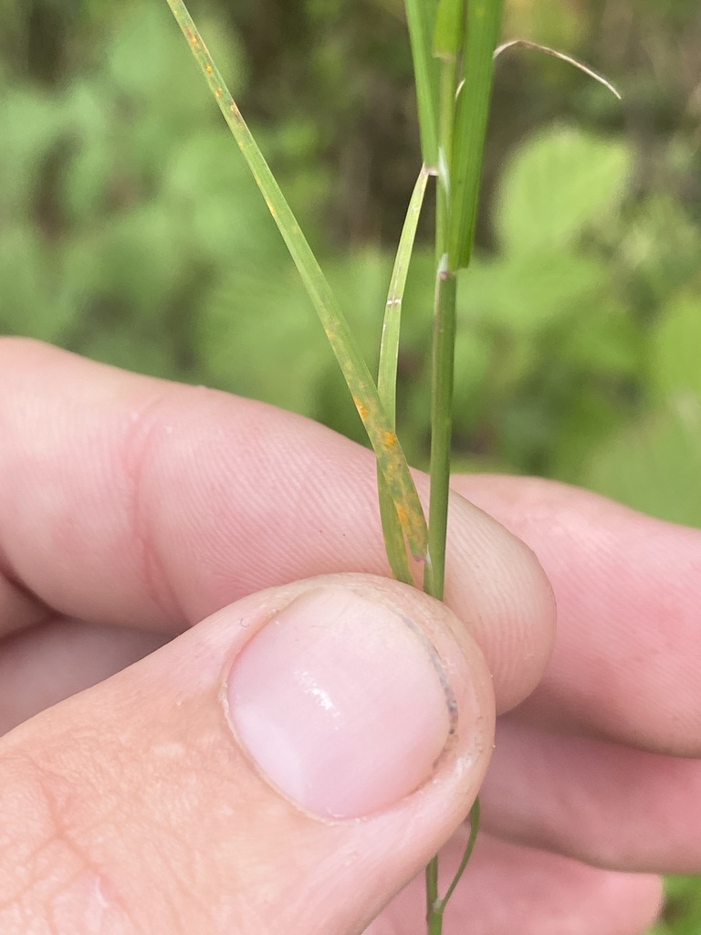 Rouille brune du blé (Puccinia triticina)