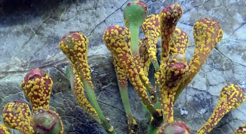 Rouille de l'eucalyptus (Austropuccinia psidii)