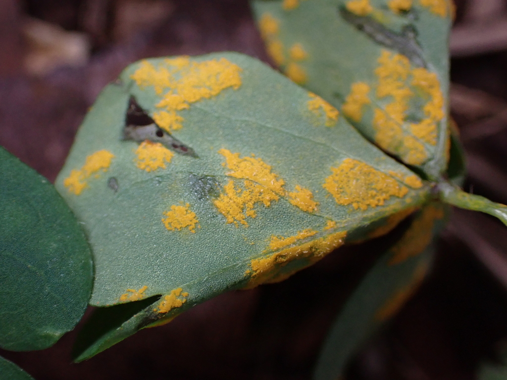 Rouille de l'oxalis (Puccinia oxalidis)