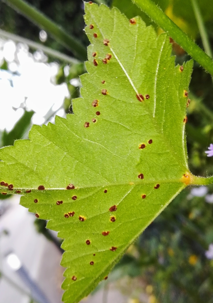 Rouille des Mauves (Puccinia malvacearum)
