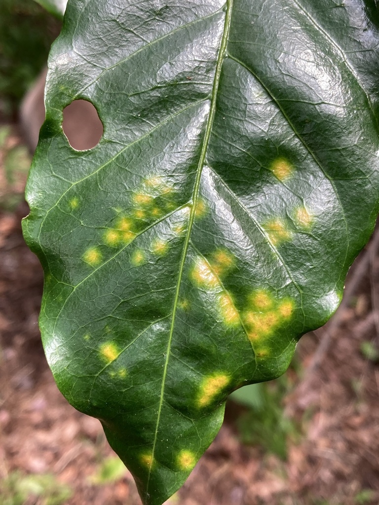 Rouille du caféier (Hemileia vastatrix)