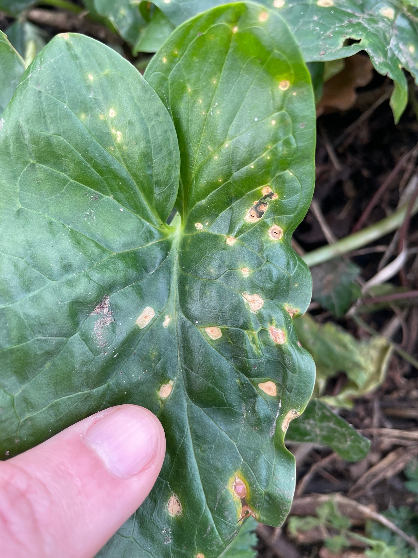 Rouille du Gouet (Puccinia sessilis)