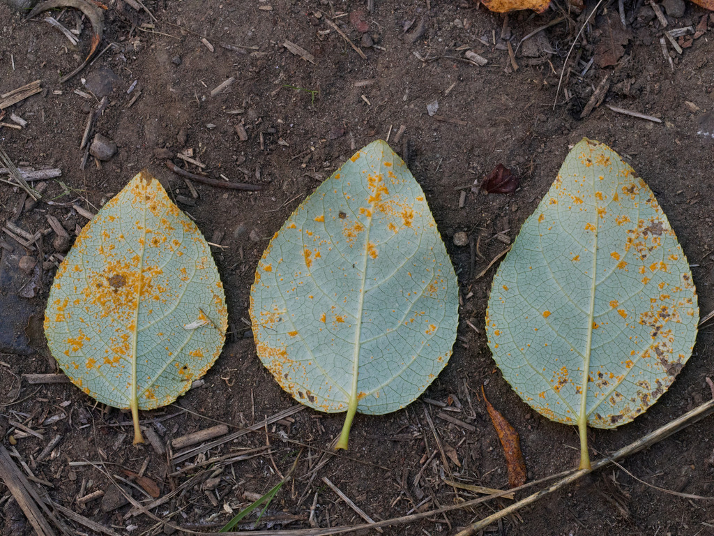 Rouille du peuplier (Melampsora larici-populina)