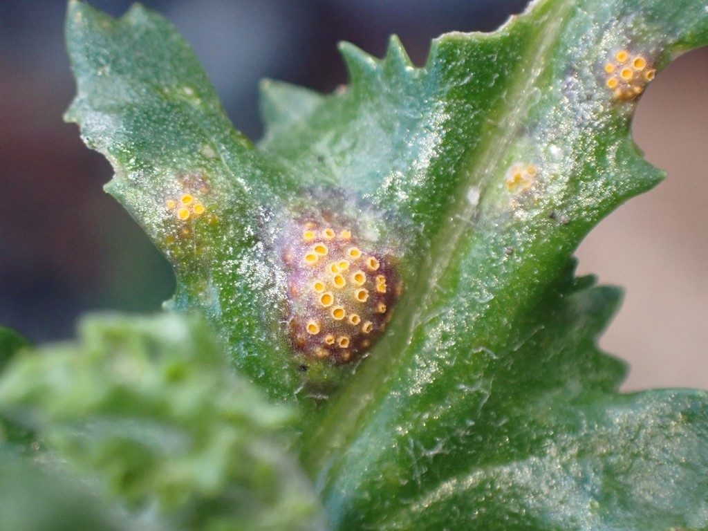 Rouille du Séneçon (Puccinia lagenophorae)