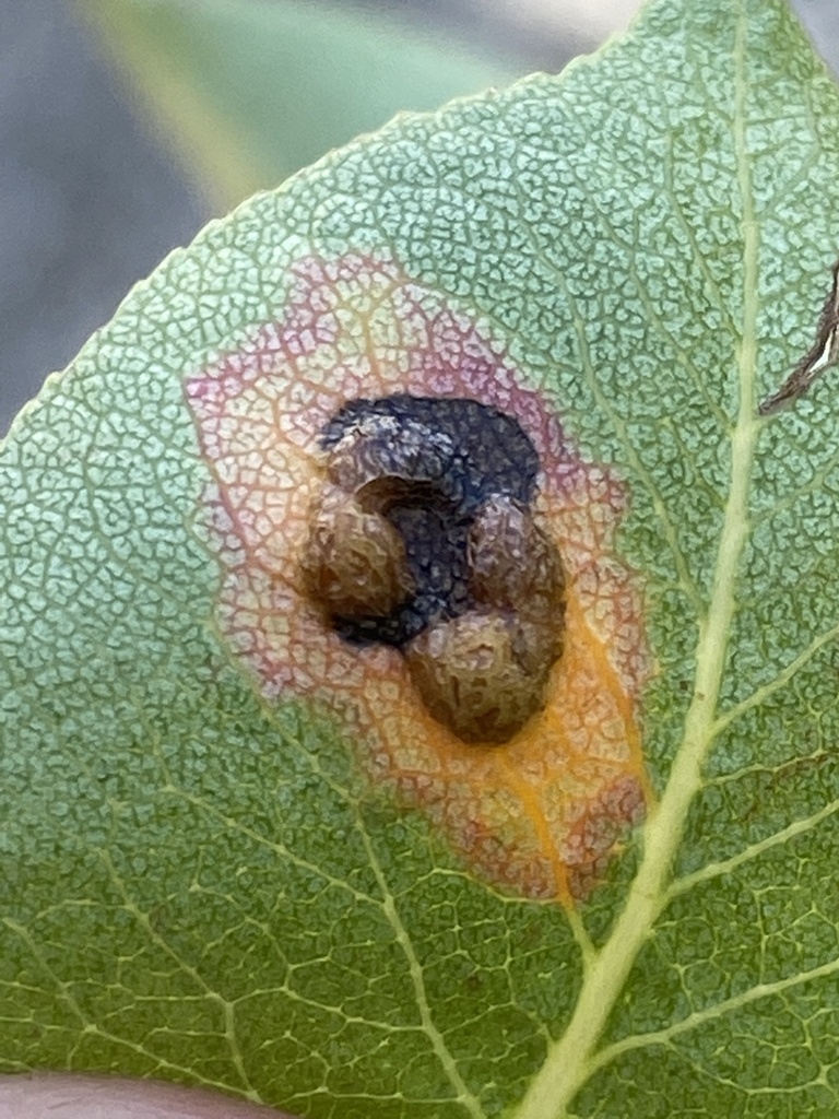 Rouille grillagée du poirier (Gymnosporangium sabinae)