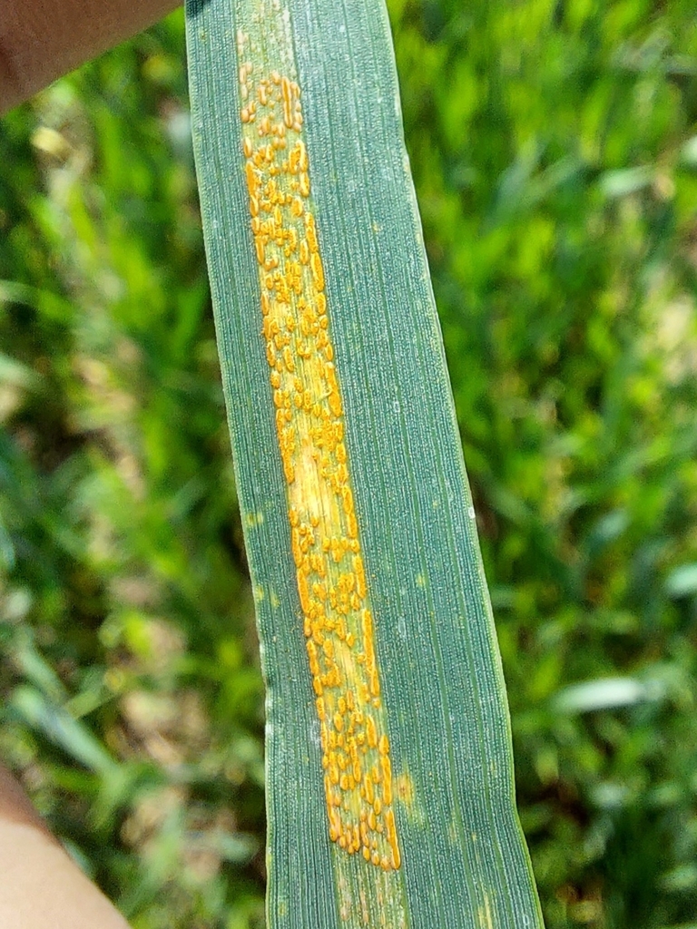 Rouille jaune du blé (Puccinia striiformis)