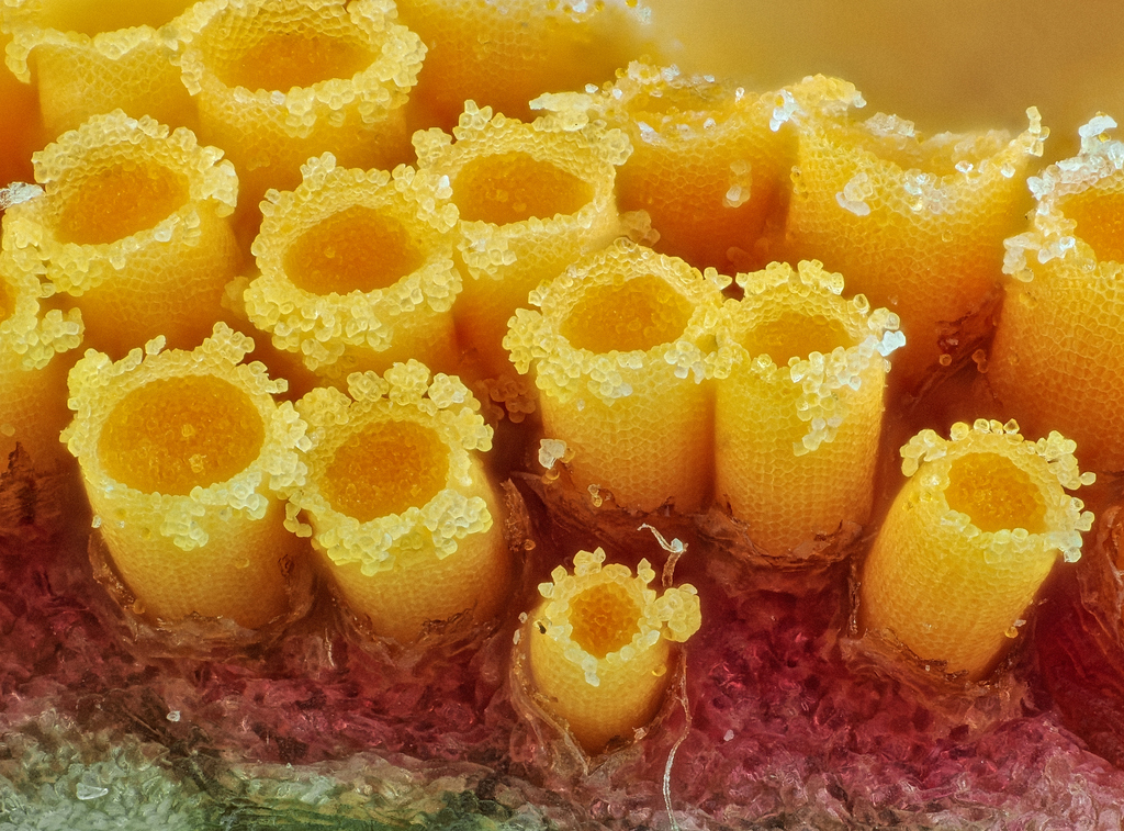 Rouille noire du blé (Puccinia graminis)
