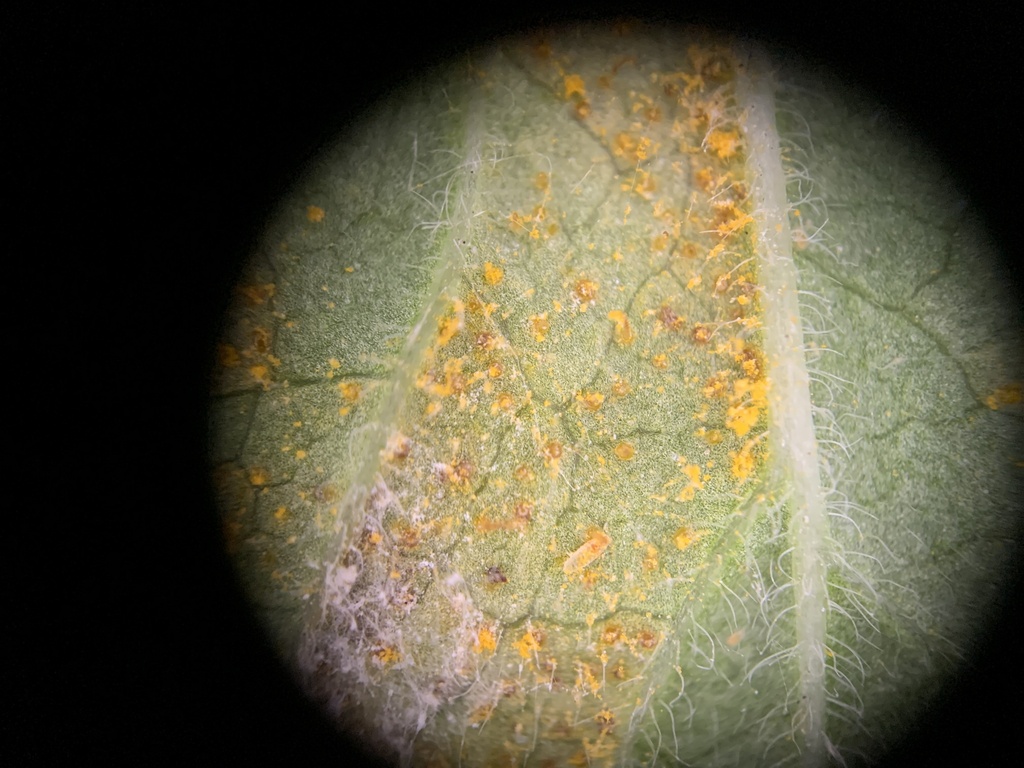 Rouille vésiculeuse du pin (Cronartium ribicola)