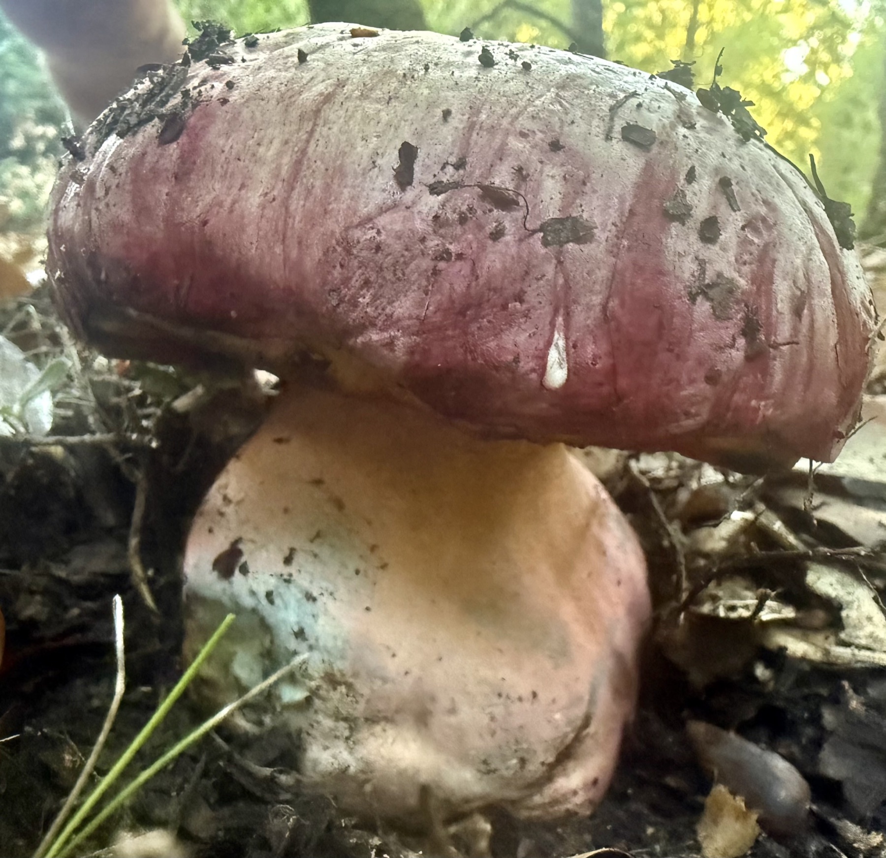 Rubroboletus eastwoodiae (Rubroboletus eastwoodiae)