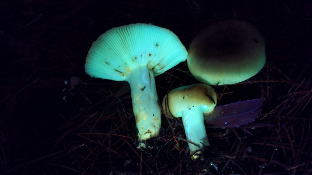 Russula cerolens (Russula cerolens)