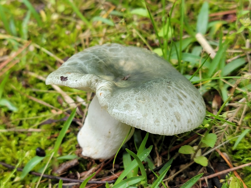 Russula parvovirescens (Russula parvovirescens)