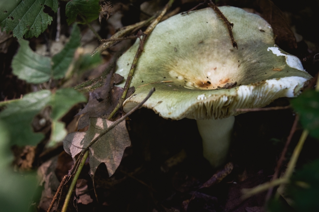 Russule à lames fourchues (Russula heterophylla)