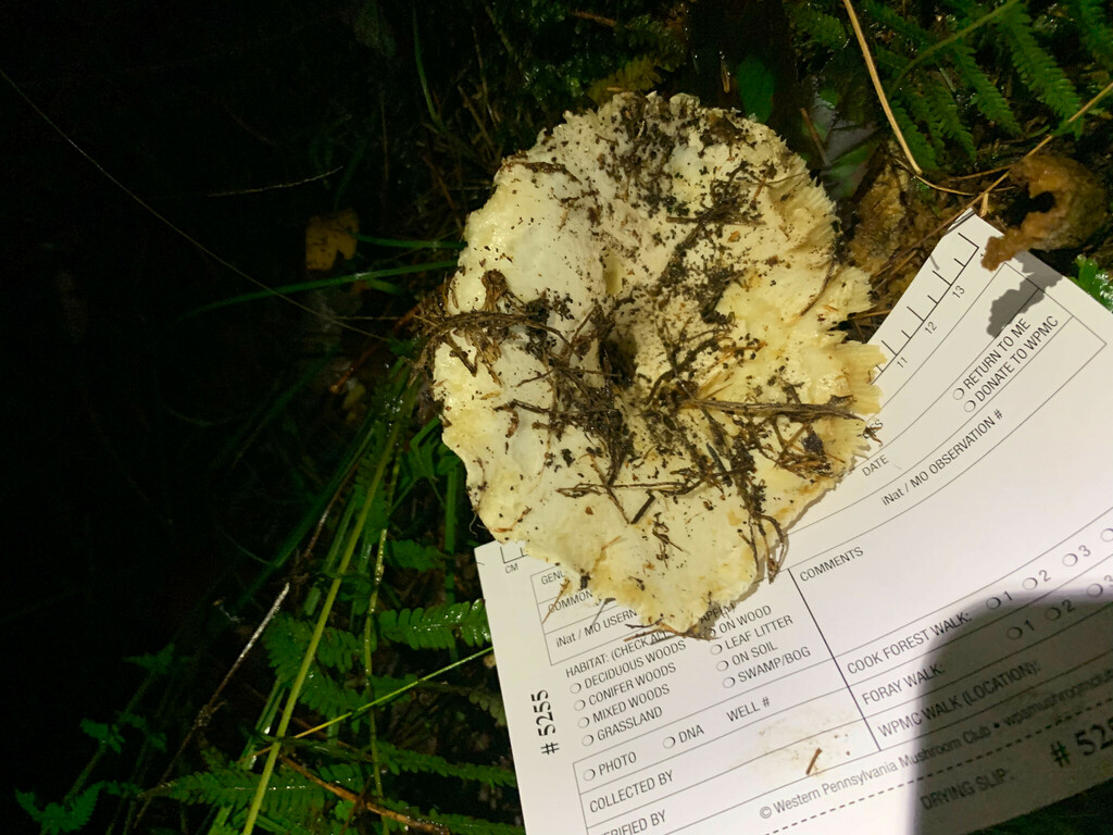 Russule à lames glauques (Russula brevipes)