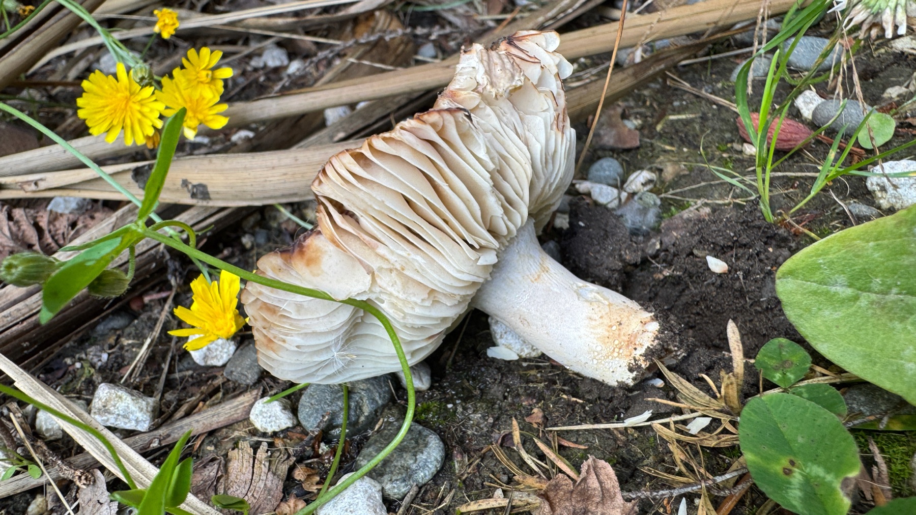 Russule à odeur de topinambour (Russula amoenolens)