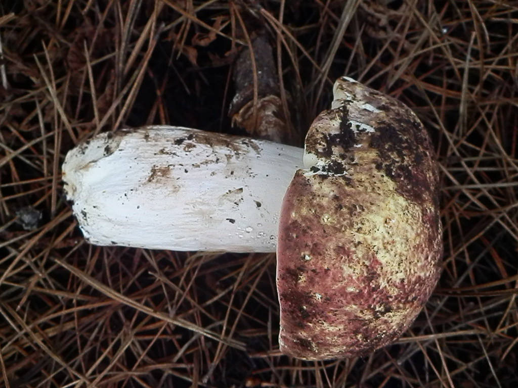 Russule belette (Russula mustelina)