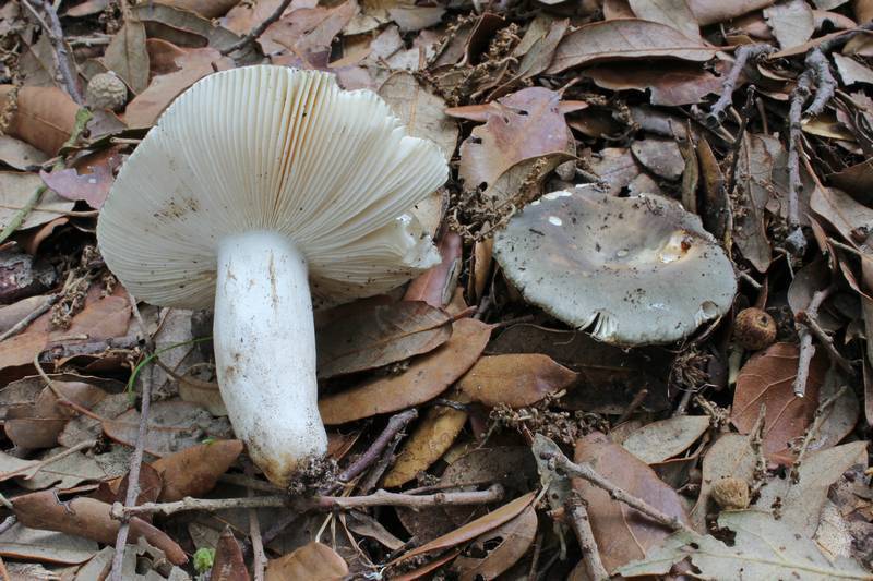 Russule bleu-gris (Russula parazurea)