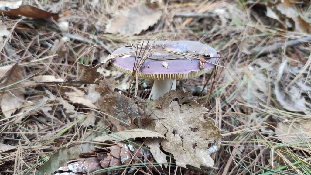 Russule charbonnière (Russula cyanoxantha)
