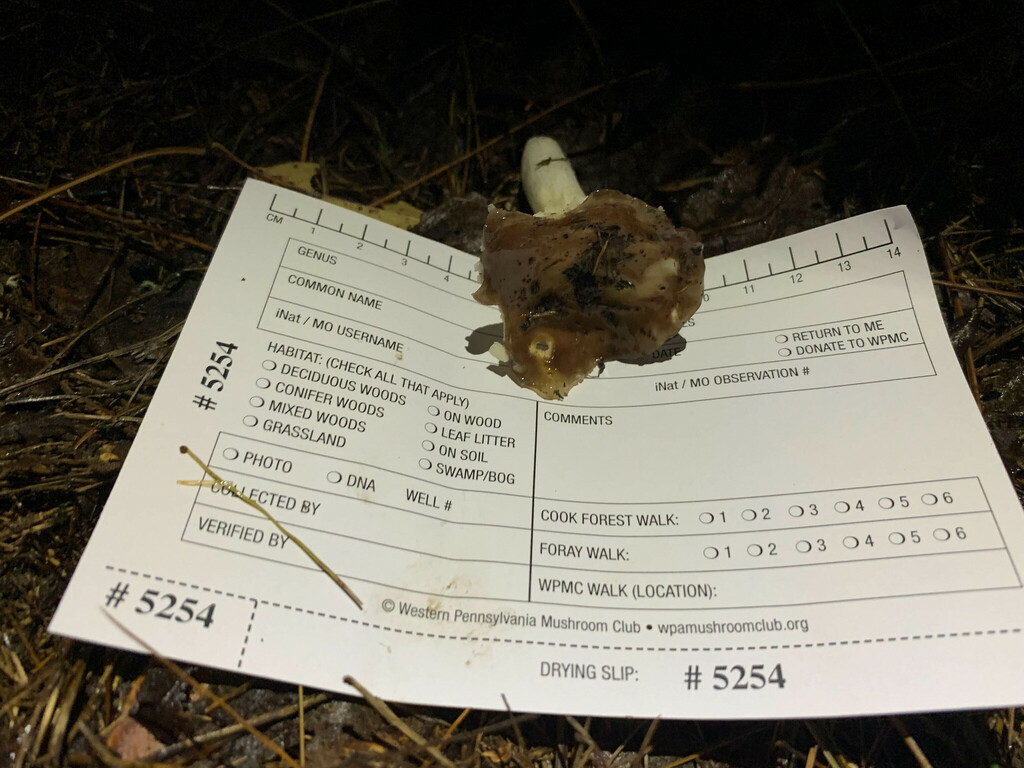 Russule comestible (Russula vesca)