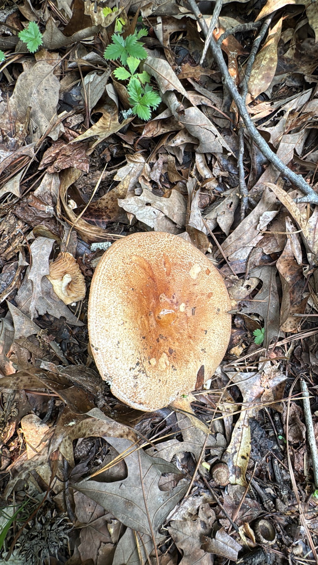 Russule compacte (Russula compacta)