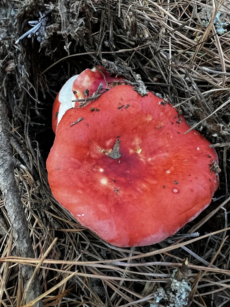 Russule crème (Russula cremoricolor)