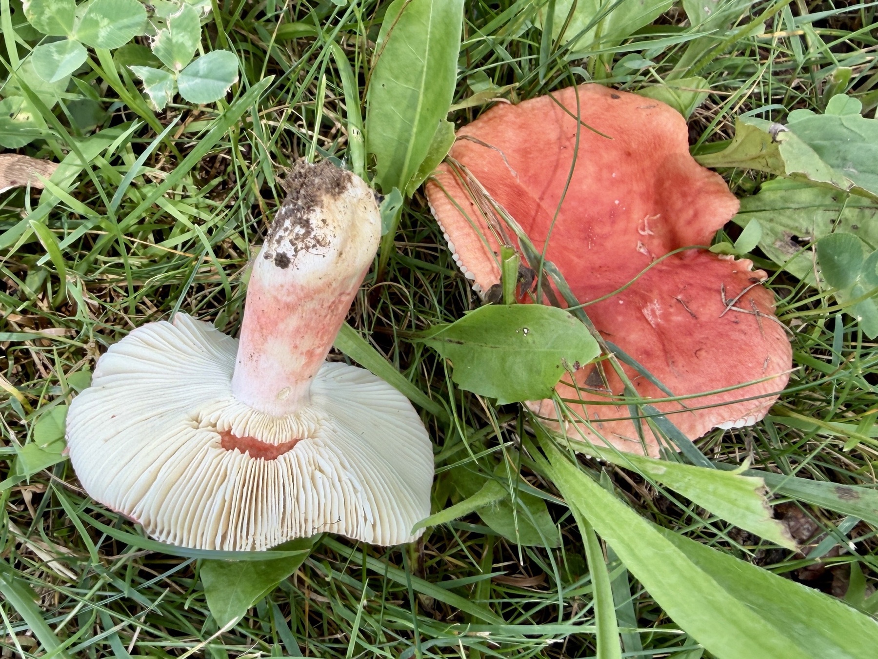 Russule de Marie (Russula mariae)